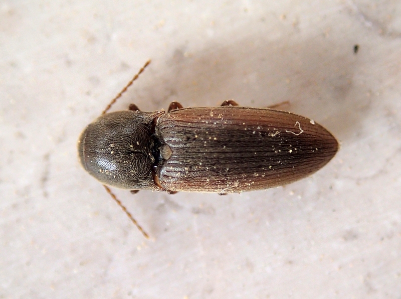 Elateridae: Agriotes brevis (cf.)